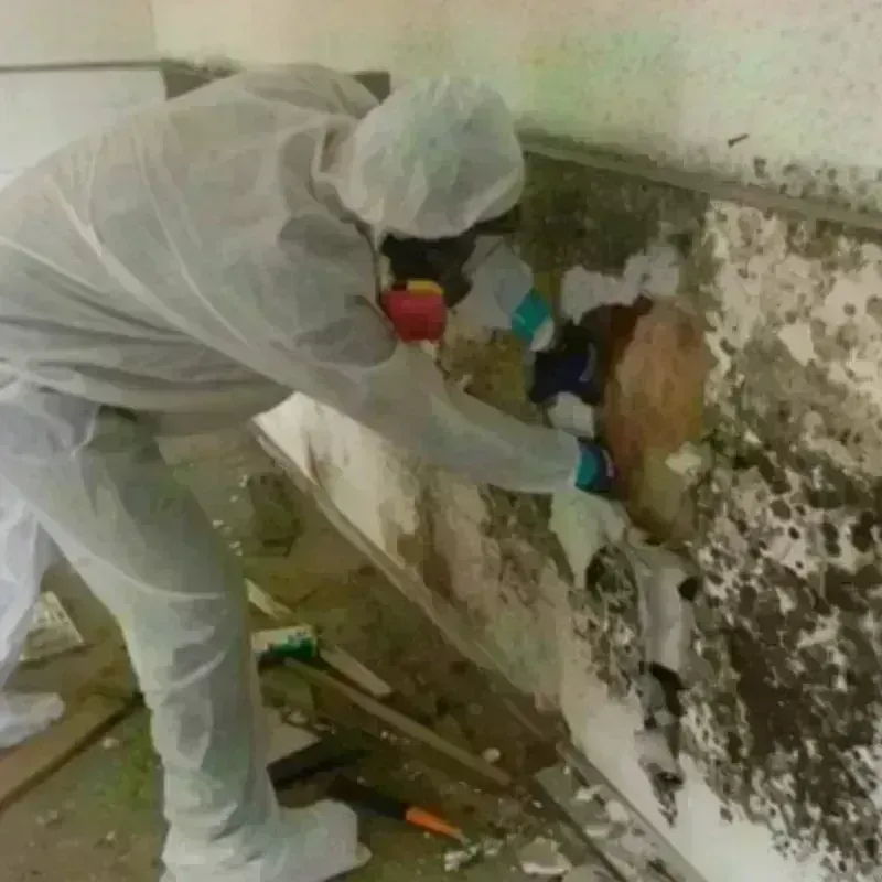 Mold Remediation and Removal in Gray County, KS